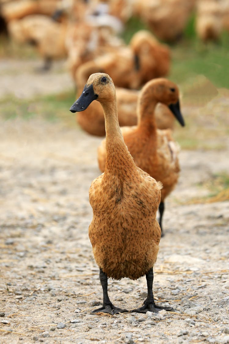 Duck Standing In Row