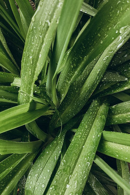 Foto profissional grátis de ecológico, folhas, gotículas de água