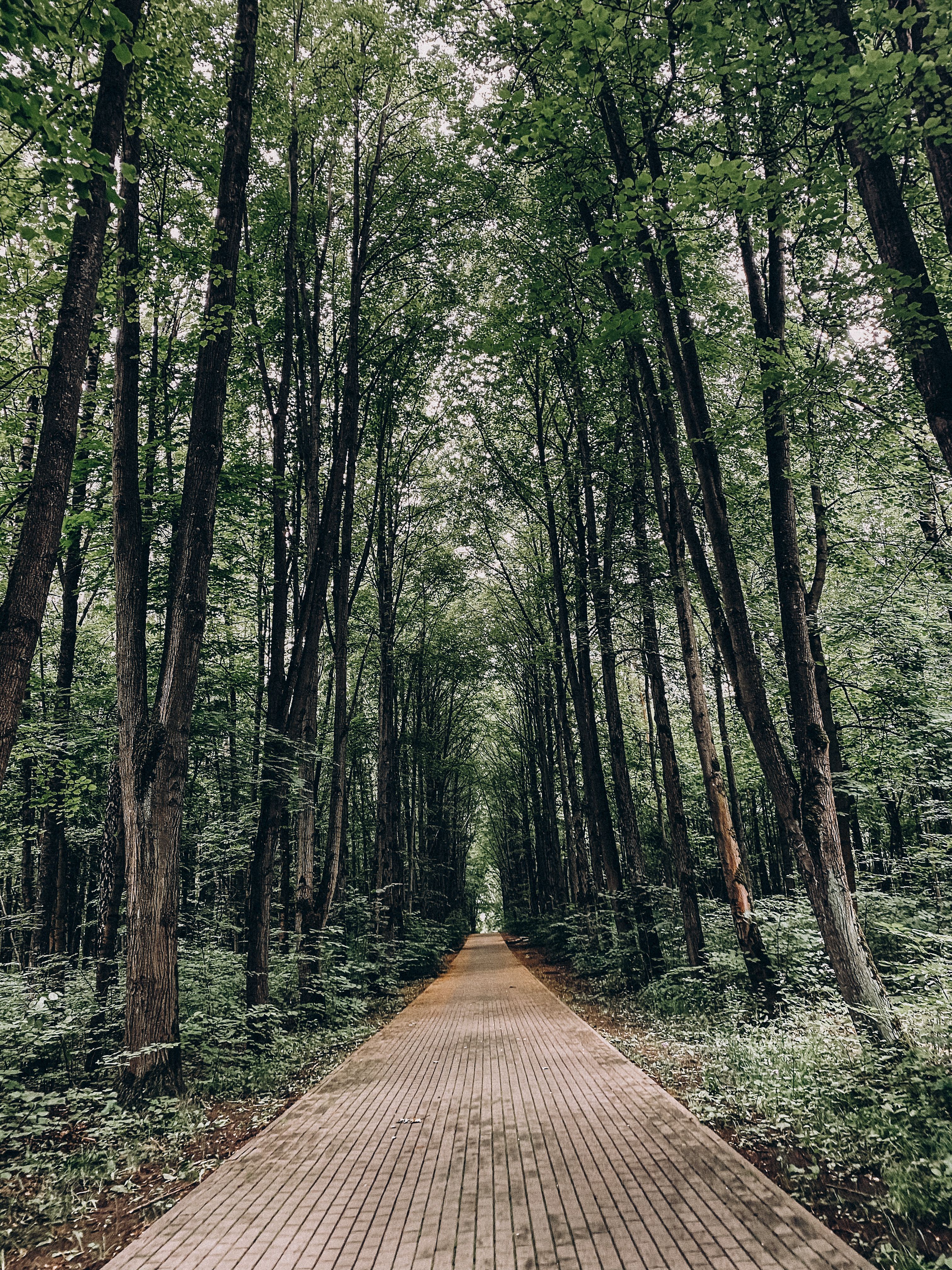 A tranquil pathway leads through a dense forest with towering trees, evoking serenity and tranquility.