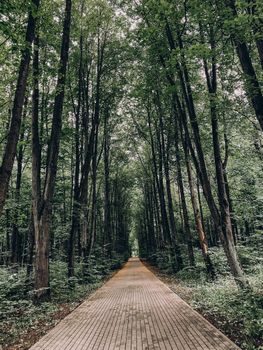 A tranquil pathway leads through a dense forest with towering trees, evoking serenity and tranquility.