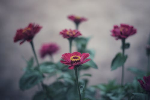 Foto stok gratis bunga-bunga, Daun-daun, fokus selektif