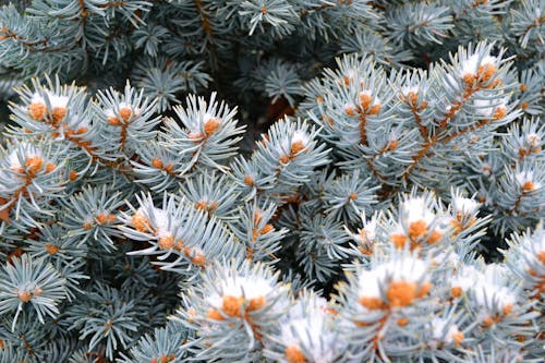 Gray-and-orange Plants in Closeup Photography