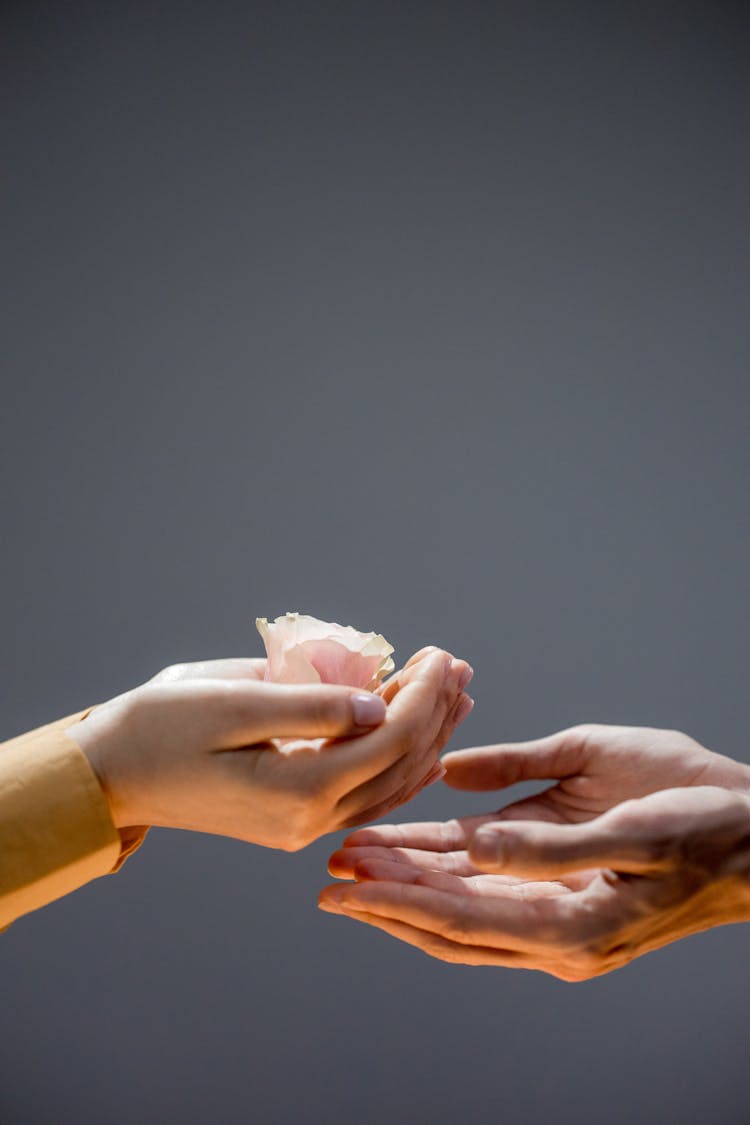 Person Handing Over A Flower