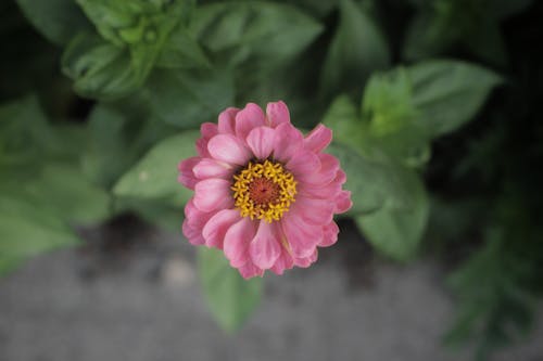 Close-Up Shot of a Common Zinnia Flower 