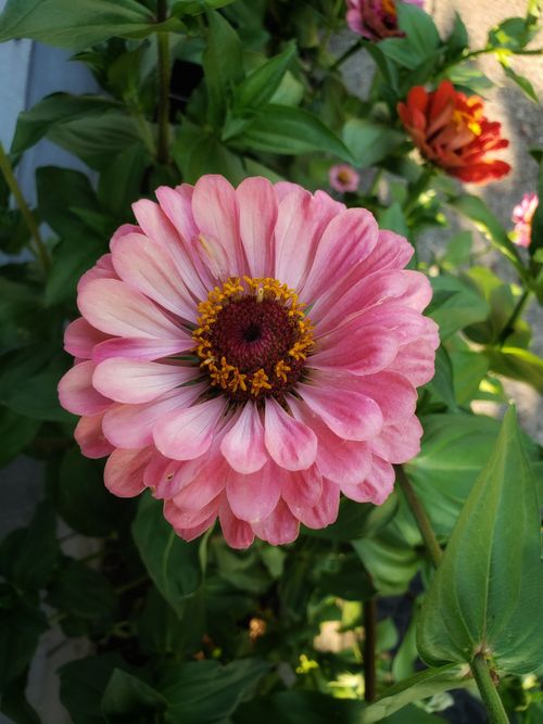 Free Vibrant pink zinnia in full bloom surrounded by lush green foliage. Stock Photo