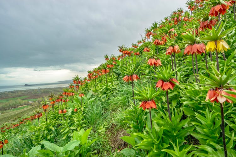 Flowers Plantation On The Hillside