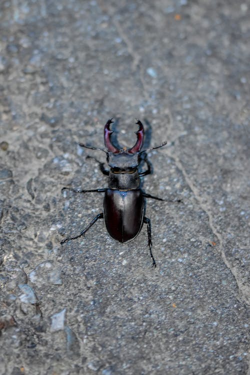 Foto d'estoc gratuïta de animal, beetle, fotografia d'animals