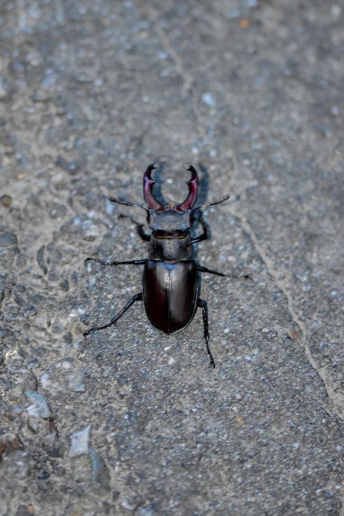 Free Detailed vertical shot of a stag beetle on a concrete surface, showcasing its natural habitat and texture. Stock Photo