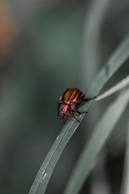 Foto profissional grátis de biologia, foco seletivo, inseto