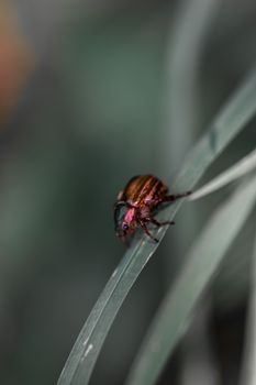 Detailed macro shot of a beetle on a grass blade, highlighting its vibrant colors.