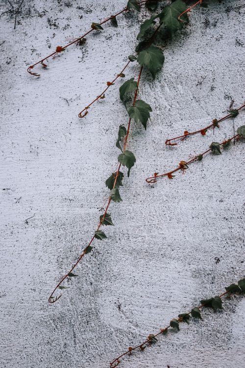 Free Detailed view of ivy vines crawling on a textured concrete wall. Stock Photo