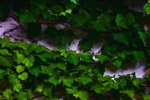 Foto stok gratis bingkai penuh, Daun-daun, dinding