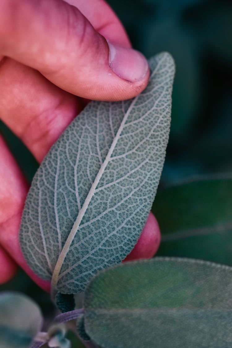 Hand Touching Small Leaf