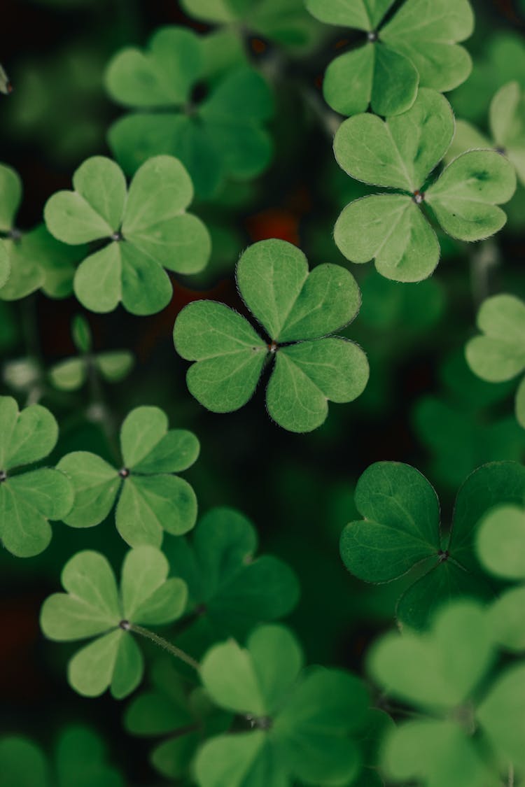 Leaves Of White Clover