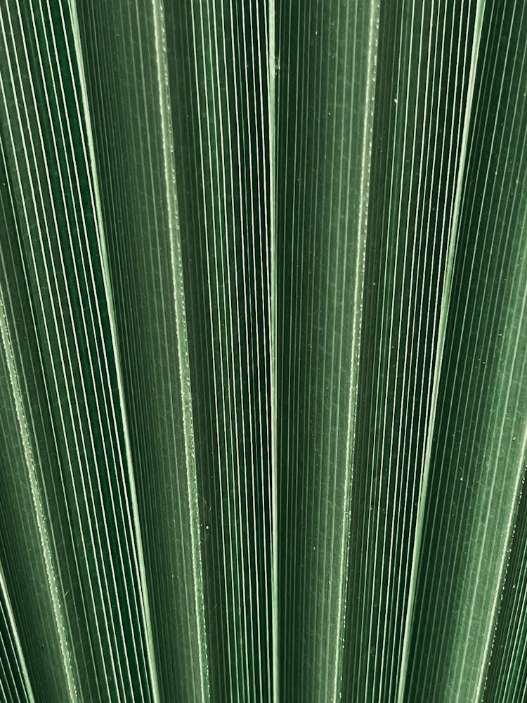 Close Up On Pattern On Large Leaf