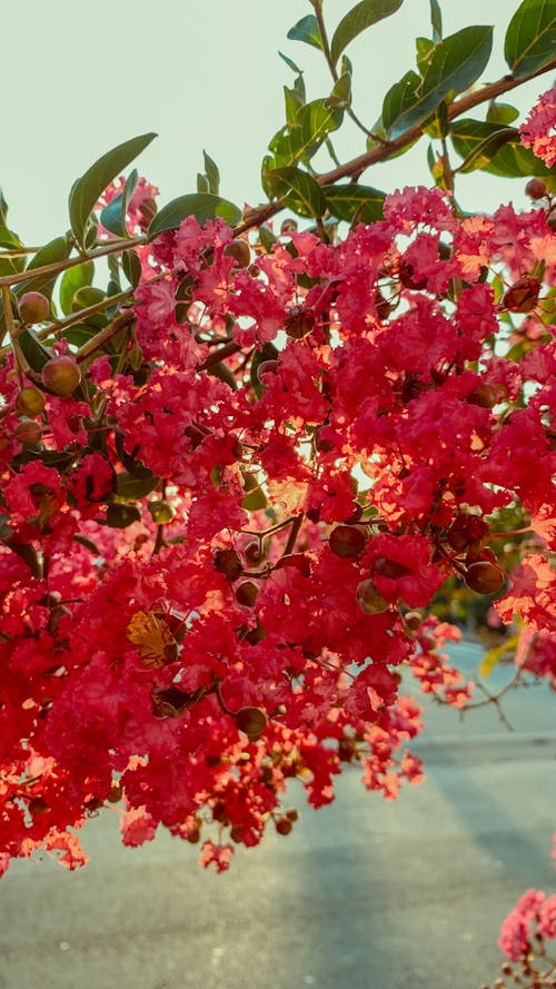 Red Flowers and Buds of a Shrub with Green Leaves 