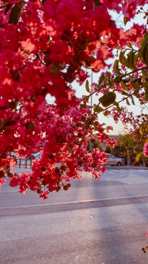 Free Close-up of vibrant pink blossoms overhanging a sunlit road, capturing the essence of a blooming spring day. Stock Photo