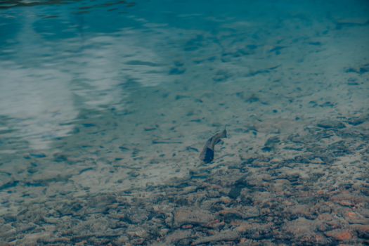 fish photo