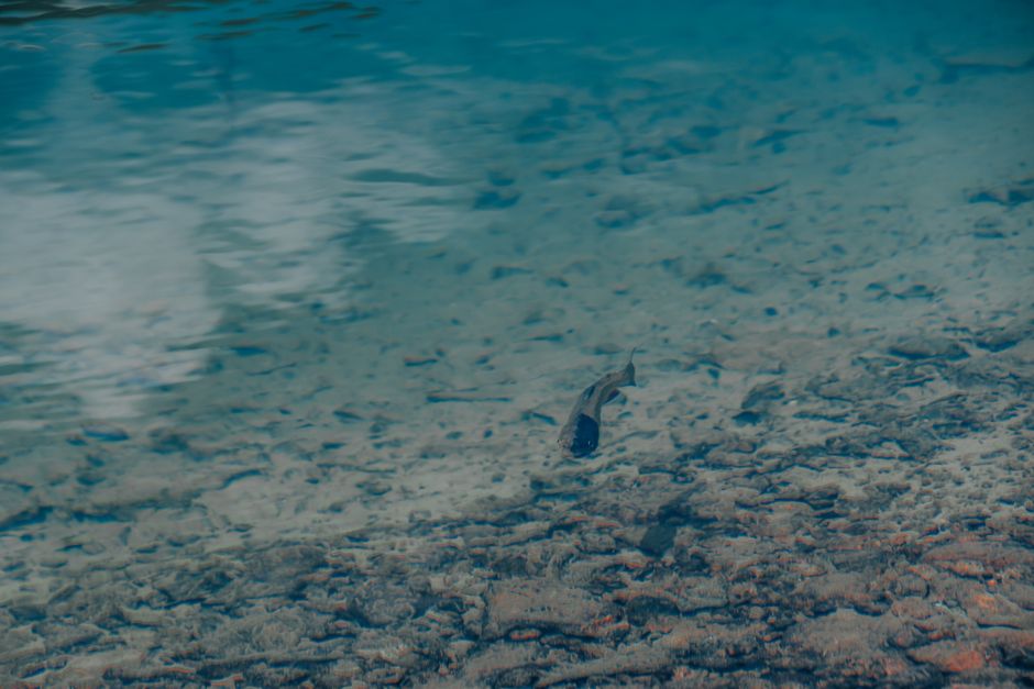Great Lakes Sturgeon May Live 400 Years, Canadian Scientists Say