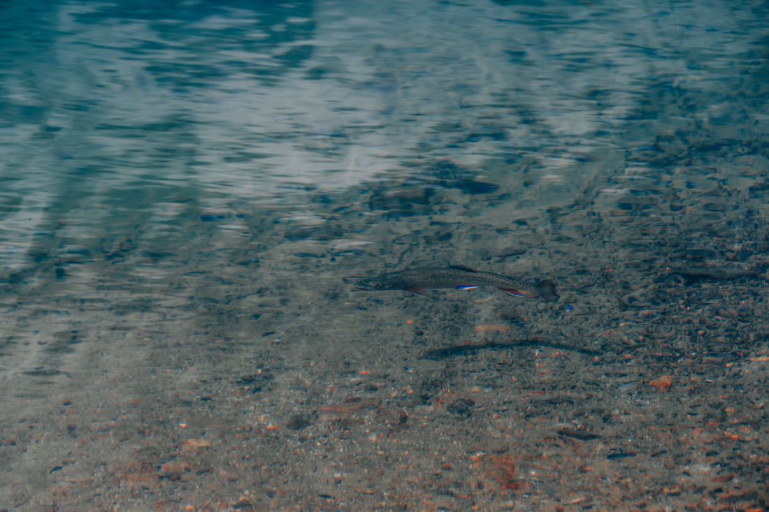 A trout holding in cold, clear high-country shallows on a summer afternoon