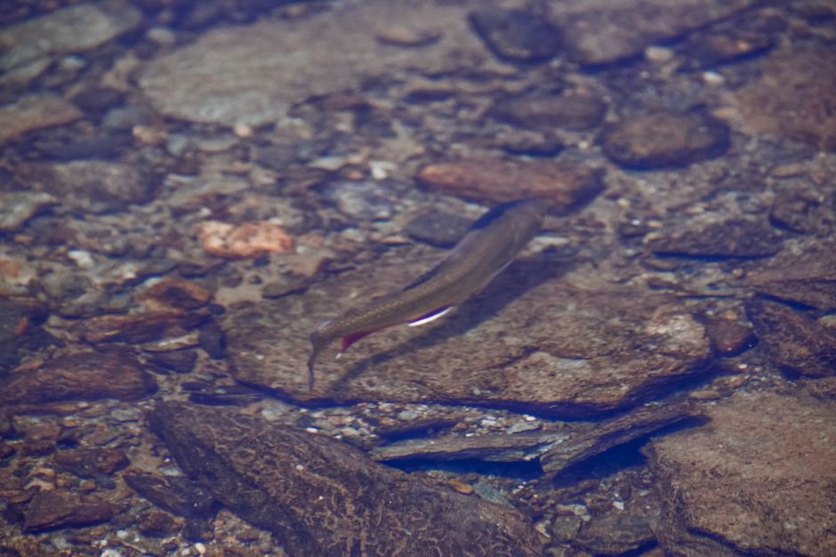 A native brook trout resting among stones in a clear West Virginia stream
