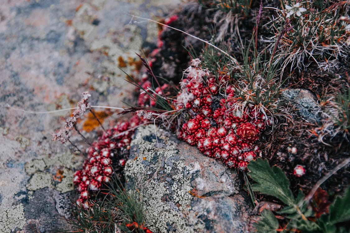 Red Flowers Growing between Rocks · Free Stock Photo