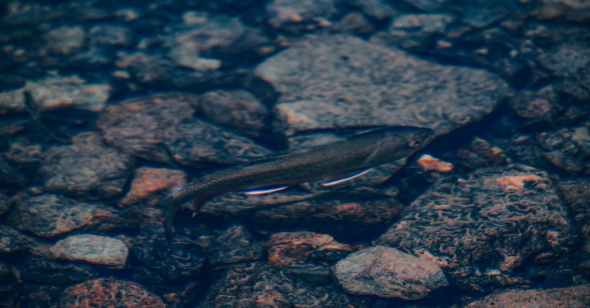 Blak R Fish Black Fish in a Rocky River · Free Stock Photo