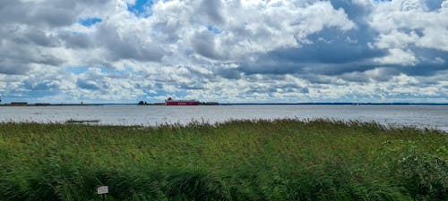 Free stock photo of bay, blue sky, reeds