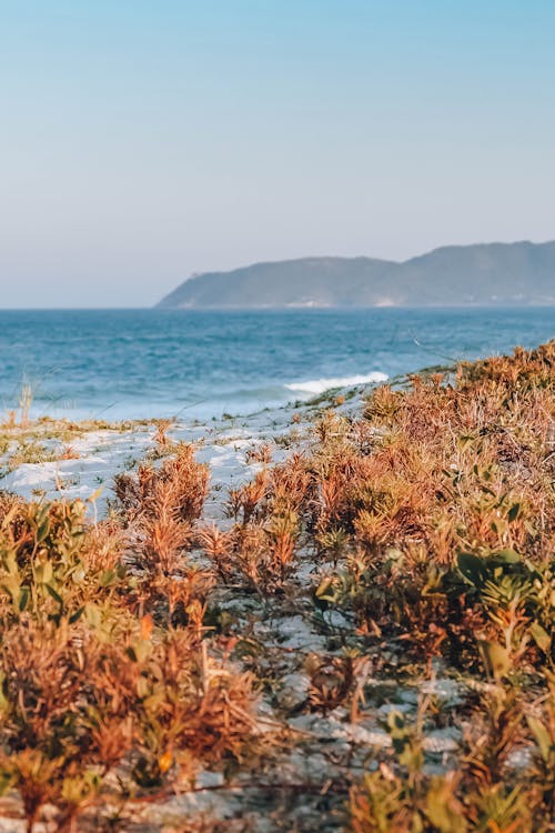 bitkiler, deniz, deniz manzarası içeren Ücretsiz stok fotoğraf