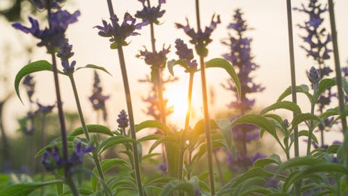 Free stock photo of sunset