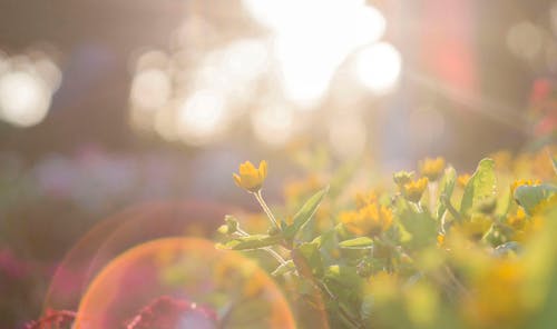 Kostnadsfri bild av blommor, bokeh, fält