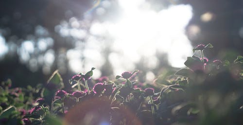 Photography of Purple Petaled Flowers