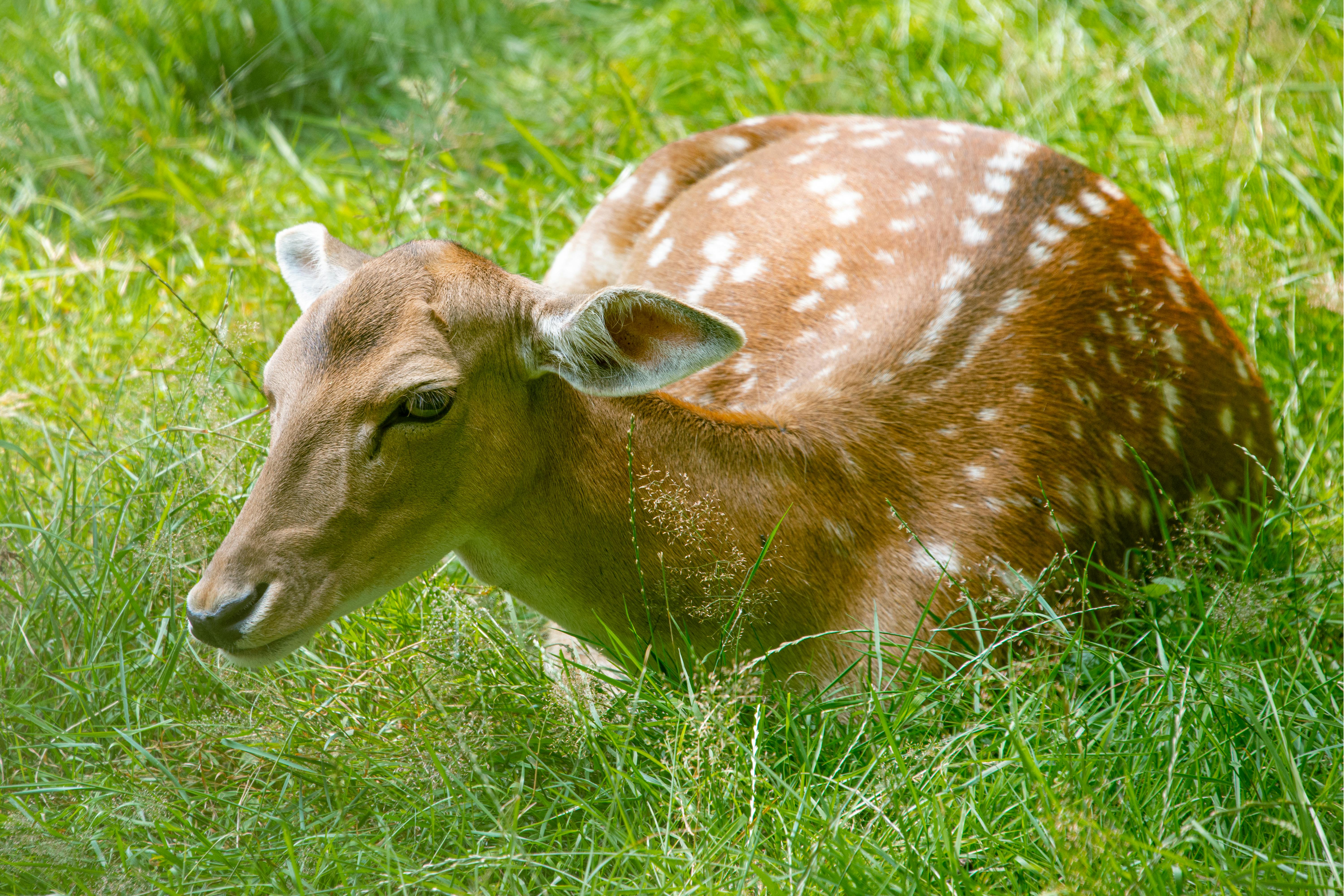 Photo by Siegfried Poepperl