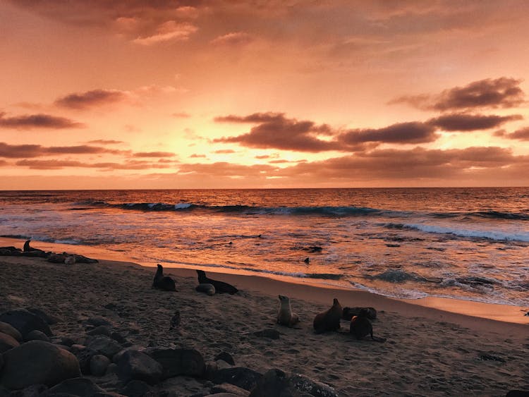 Sea Lions At The Beach