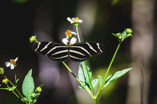 Zebra Longwing Butterfly on Green Leaf Plant