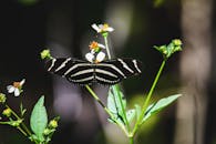 美国佛罗里达州花朵上的斑马长翼蝴蝶特写