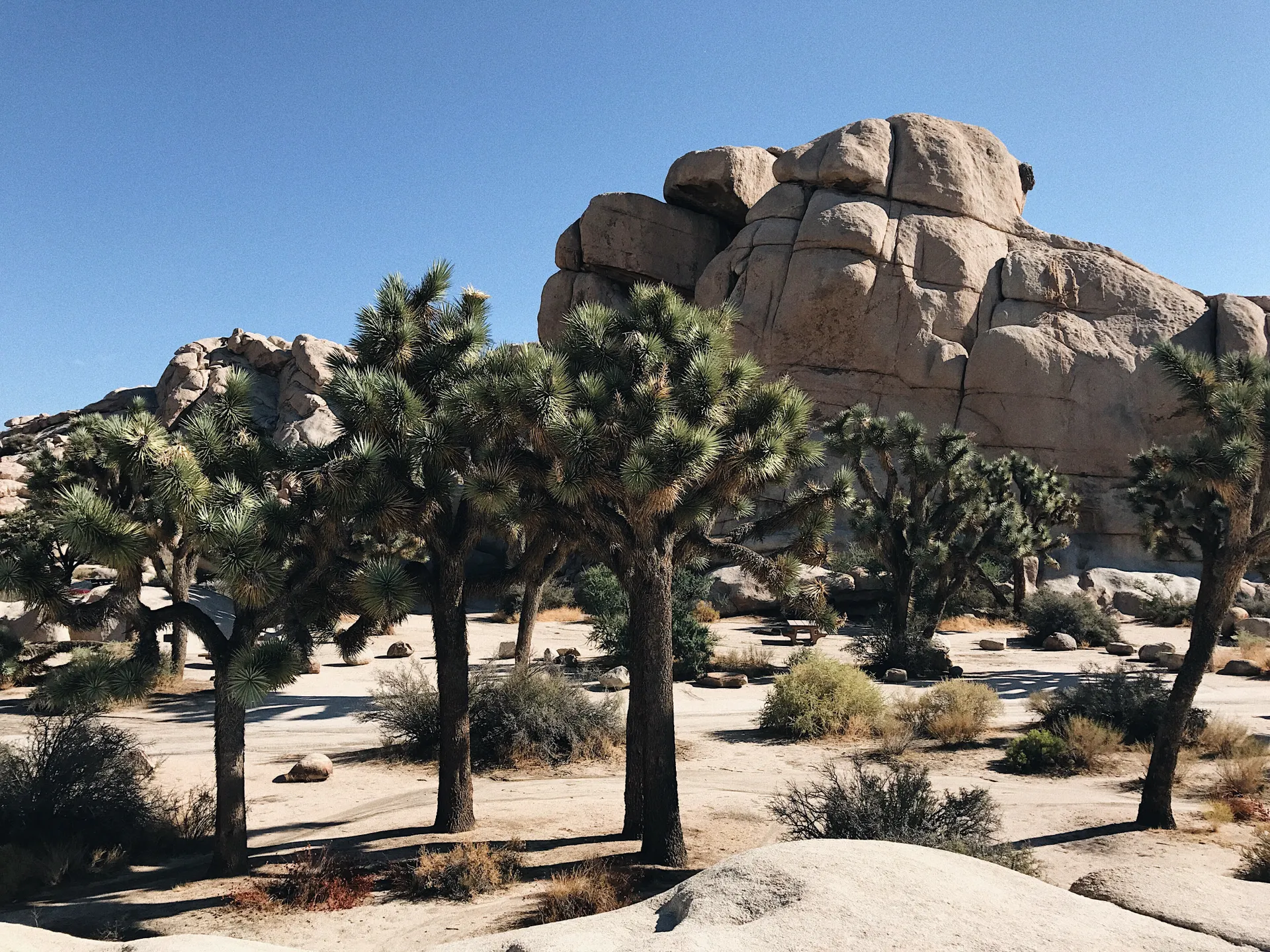 Unique rock formations and Joshua trees under sunny skies in this desert landscape. Unique rock formations and Joshua trees under sunny skies in this desert landscape.