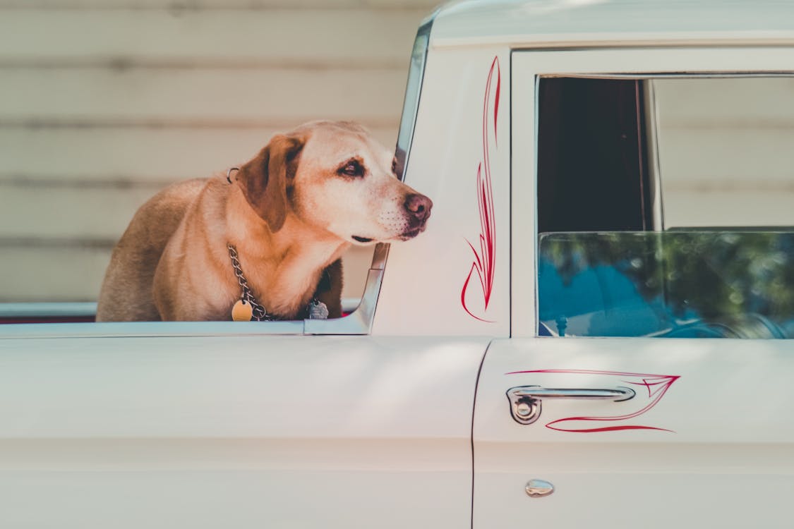 Free Adult Yellow Labrador Retriever at the Back of Pickup Truck Stock Photo