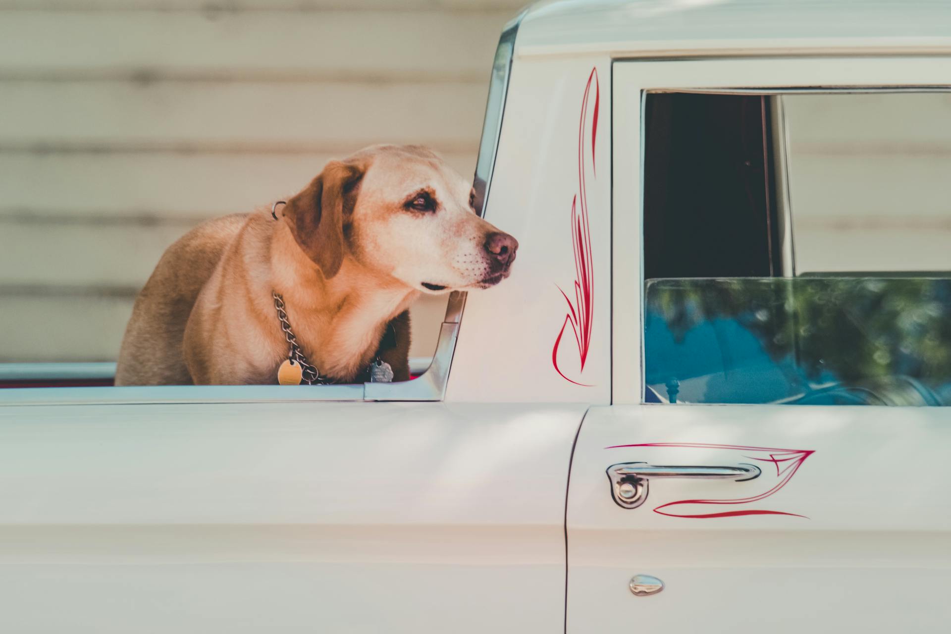 Un labrador jaune adulte à l'arrière d'une camionnette