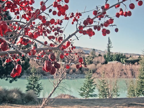 Foto d'estoc gratuïta de a l'aire lliure, aigua, arbres