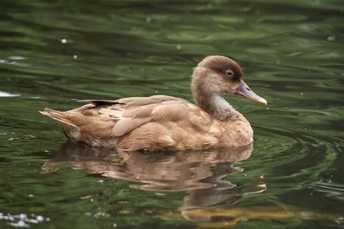 Kostnadsfri bild av anatidae, anka, fågelfotografering