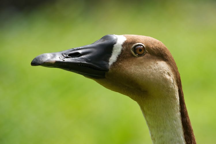 Portrait Of Swan Goose