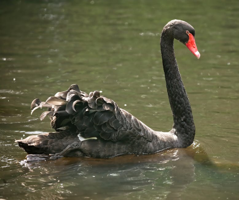 Lebădă neagră pe lac, simbol al dualității și al schimbărilor neașteptate în vis