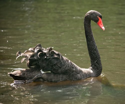 Free A serene black swan glides gracefully on a sunlit lake, reflecting elegance and tranquility. Stock Photo