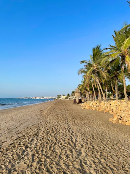 Palm Trees Along the Beach Shoreline