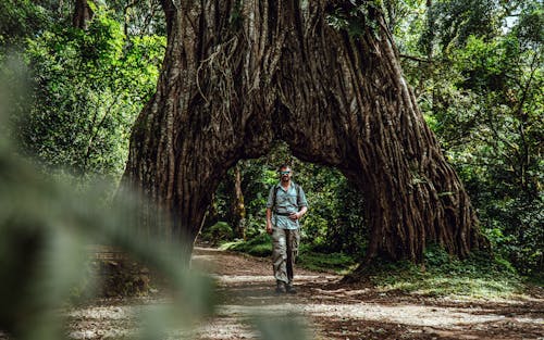Rambler Walking under a Massive Tree Trunk 