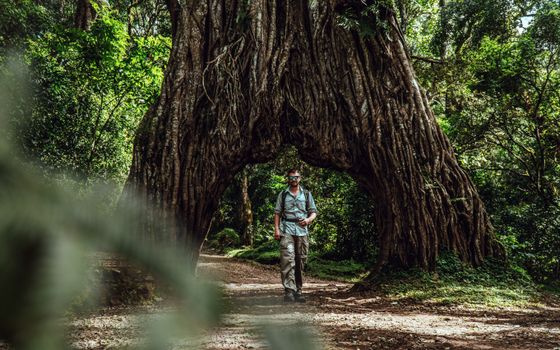 Rambler Walking under a Massive Tree Trunk 