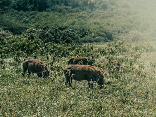 公豬, 動物攝影, 垂直拍攝 的 免費圖庫相片