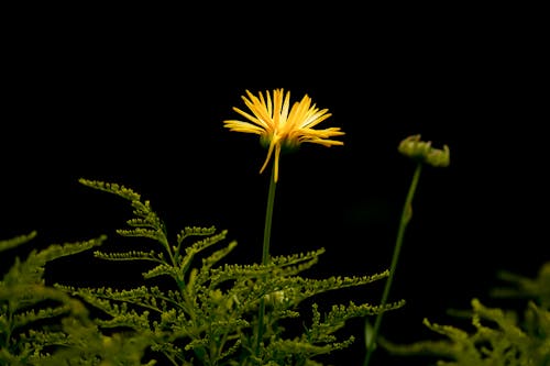 Kostenloses Stock Foto zu blumenphotographie, blütenblätter, flora