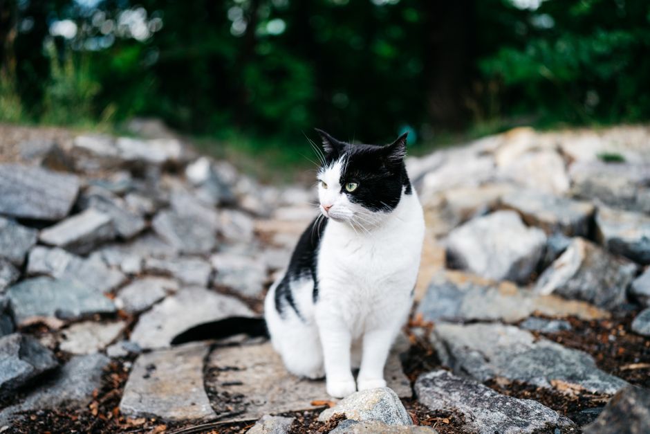 Charming black and white cat sitting on a rocky path in a natural setting.